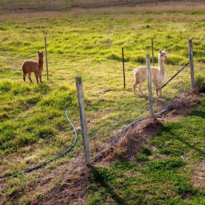 Animal - Alpaca 2 - Creekside Estate Farm Accommodation near Lake Macquarie